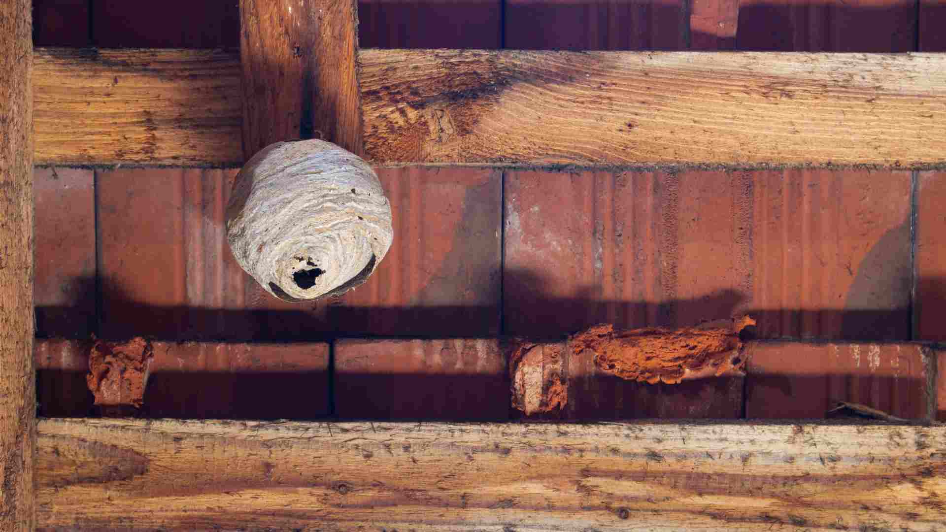 Hornet nest attached to a tree branch near a Toronto home