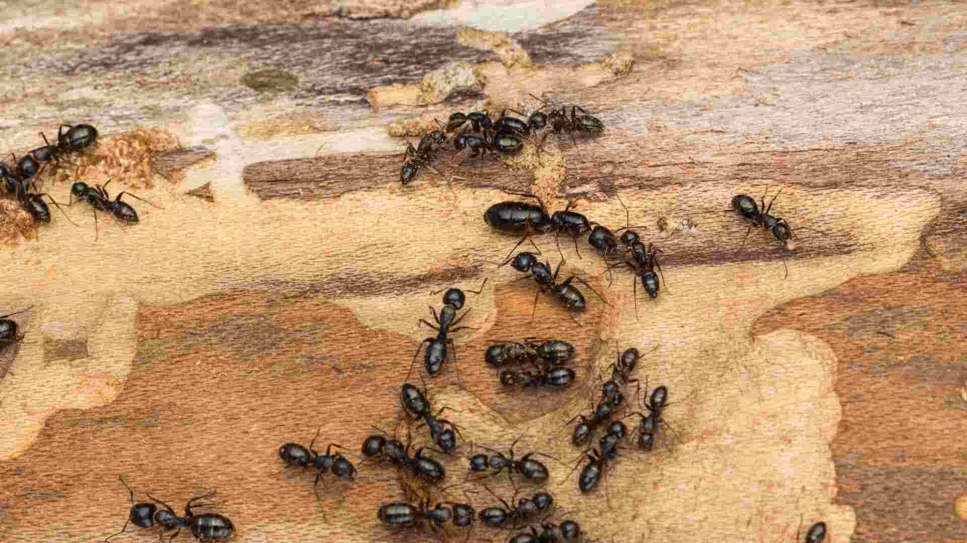 How to Identify Carpenter Ants in Toronto: A Complete Guide