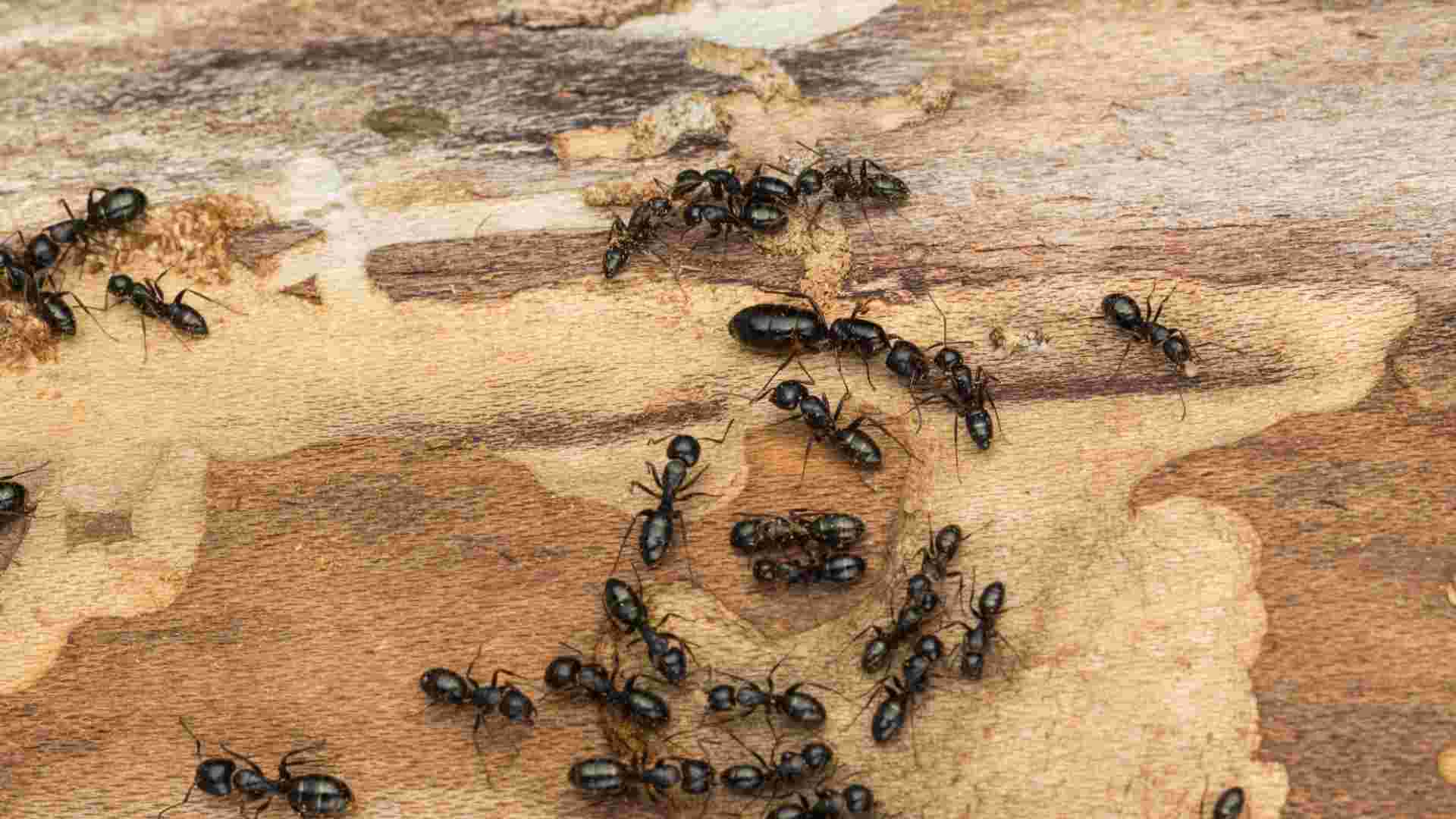 How to Identify Carpenter Ants in Toronto: A Complete Guide