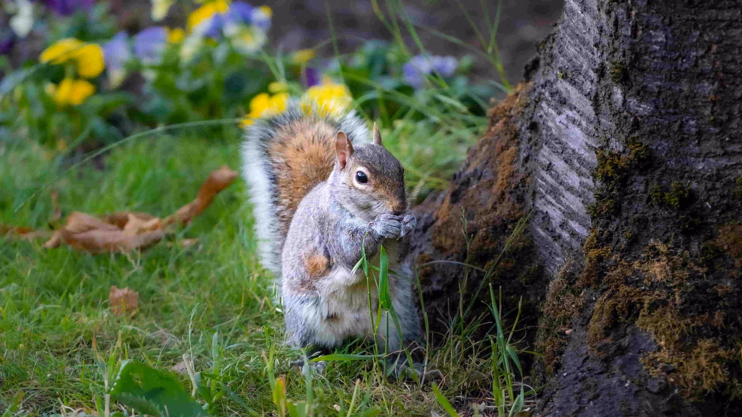Squirrels in a Toronto garden digging and eating vegetables