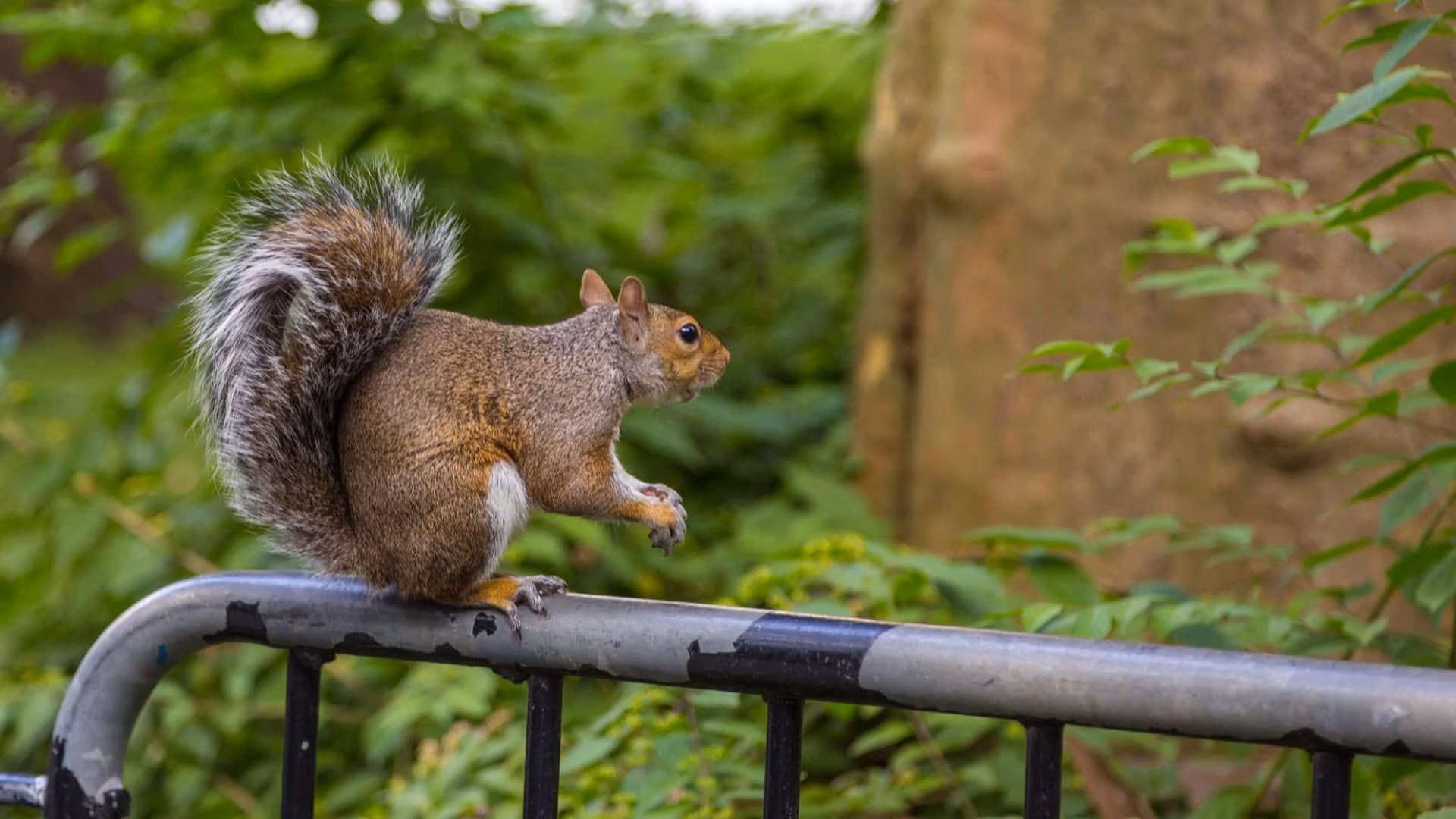 major signs you have squirrel problem around your house in toronto