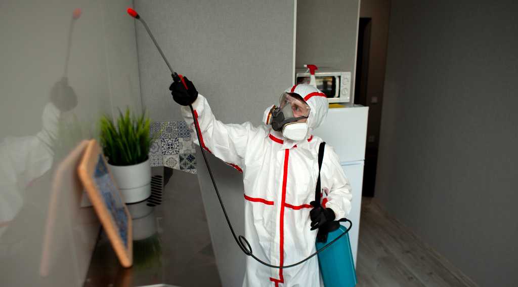 Pest Inspections in Toronto