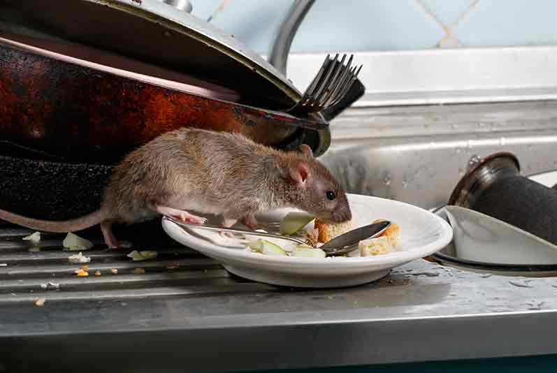 rodent control mississauga 04
