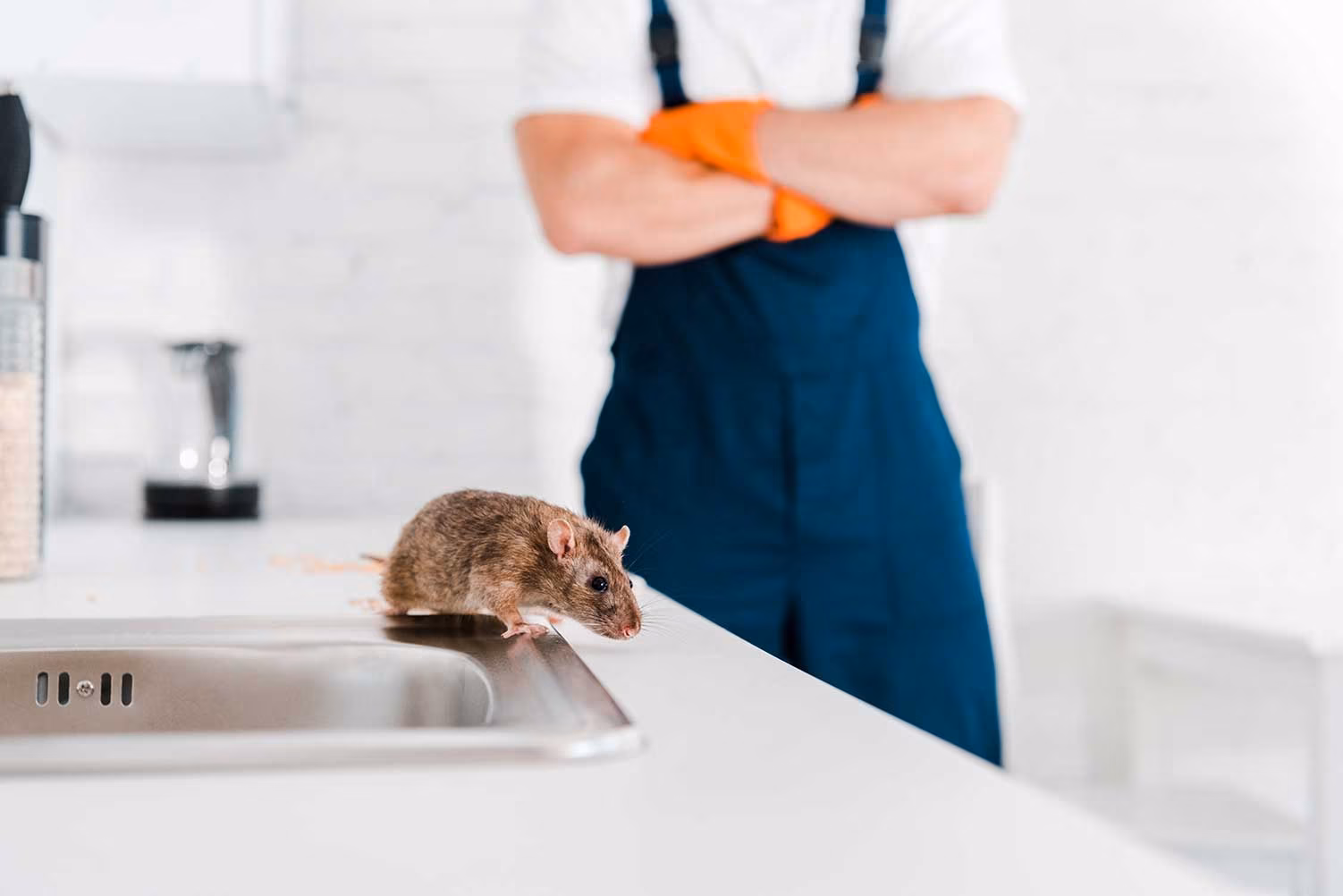 Pest technician inspecting a Cambridge Airbnb property