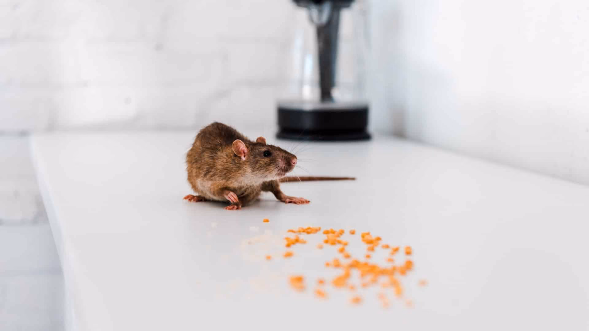 The Most Rodent-Infested Neighborhoods in Toronto: Are You at Risk?
