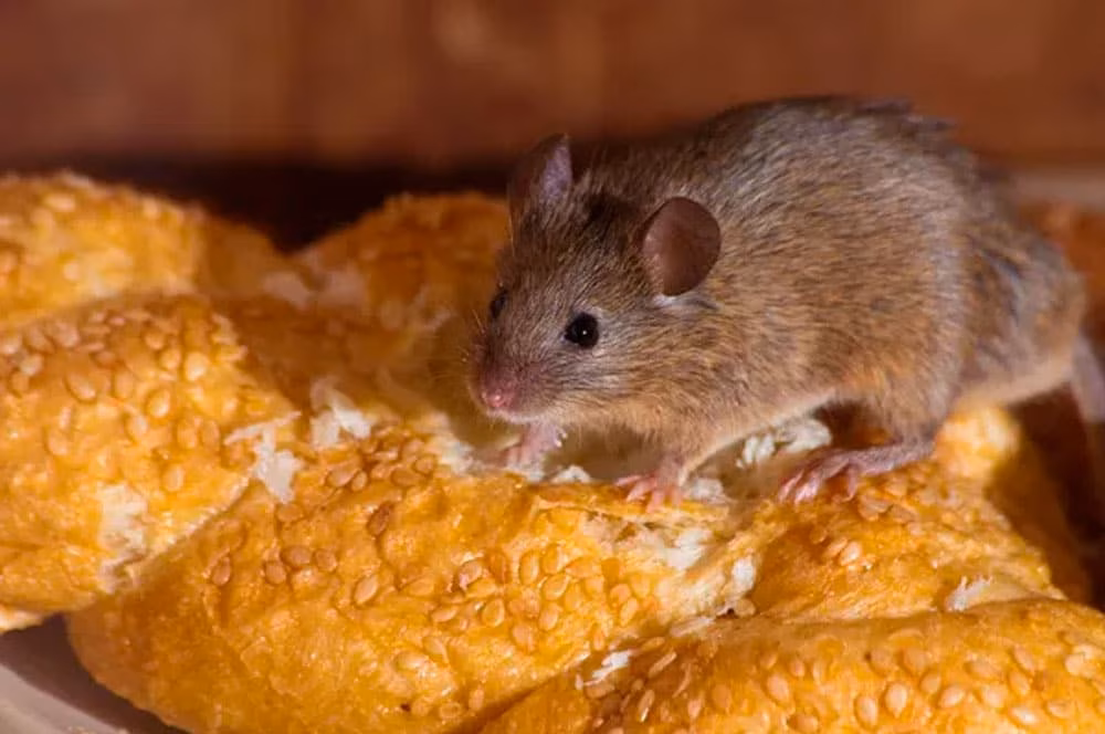 Rodent Infestations