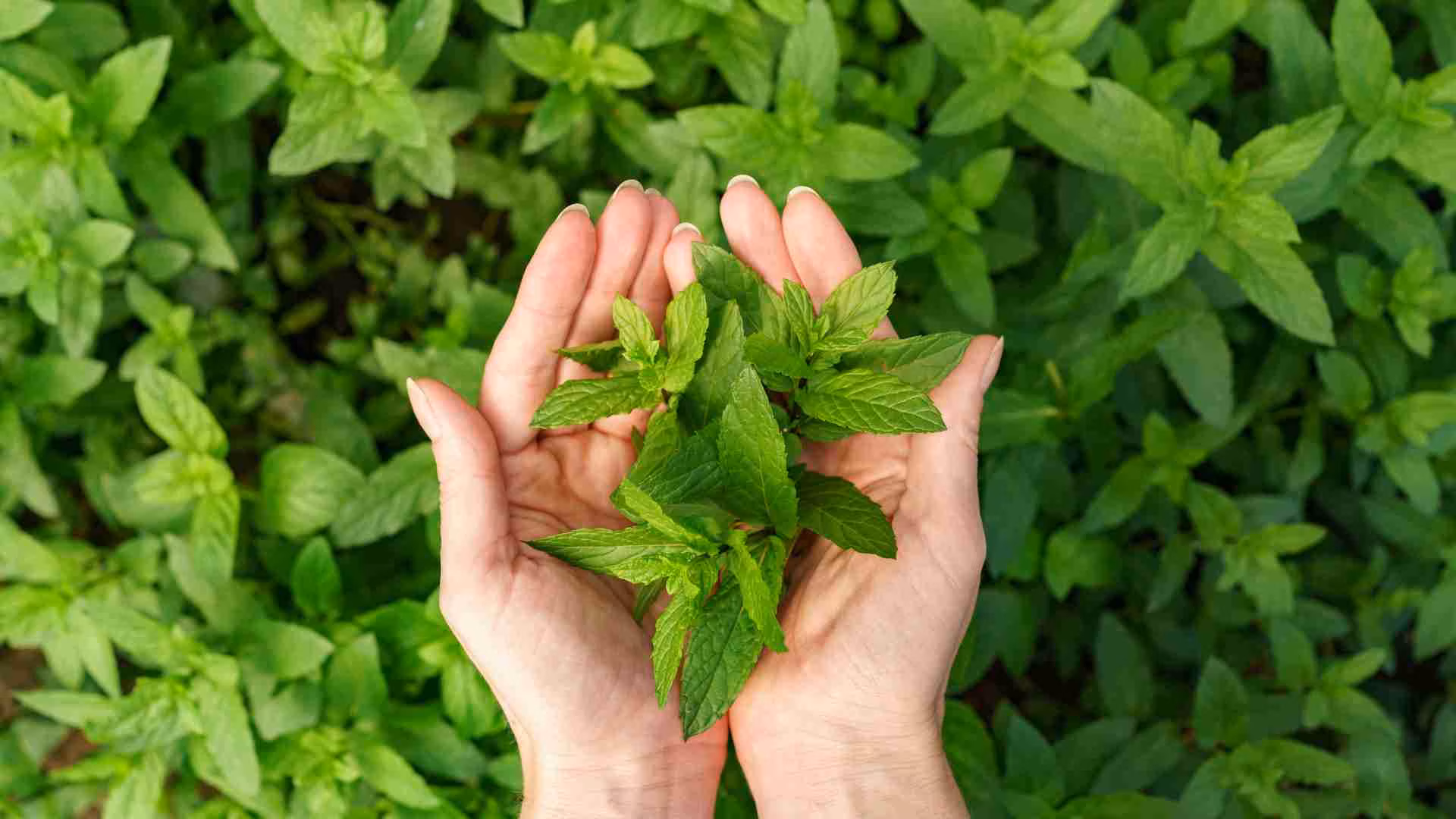 Say Goodbye to Pests with Peppermint: A Comprehensive Guide for Toronto Residents
