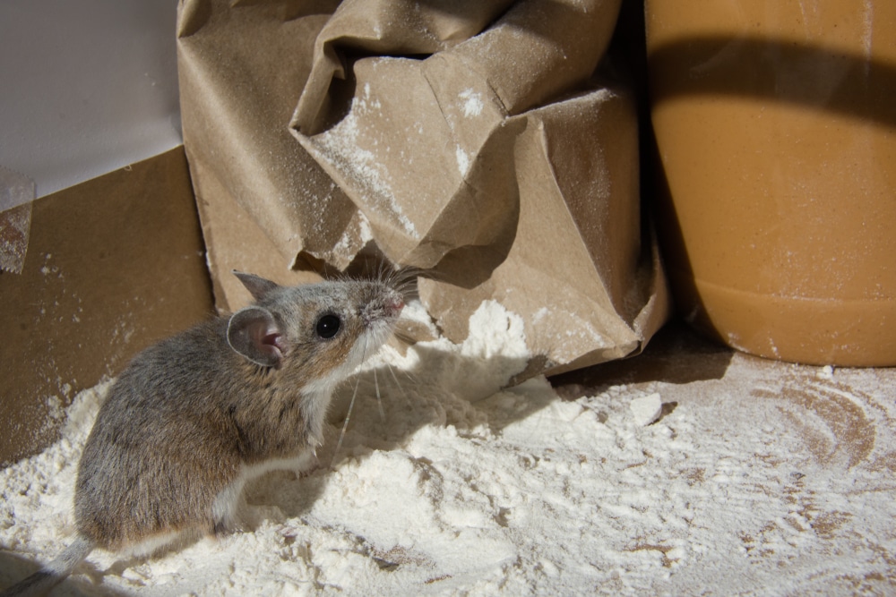 Rodent entry point in a Vaughan home wall or foundation