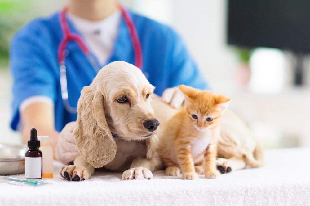 Is Pest Control Safe for Pets?