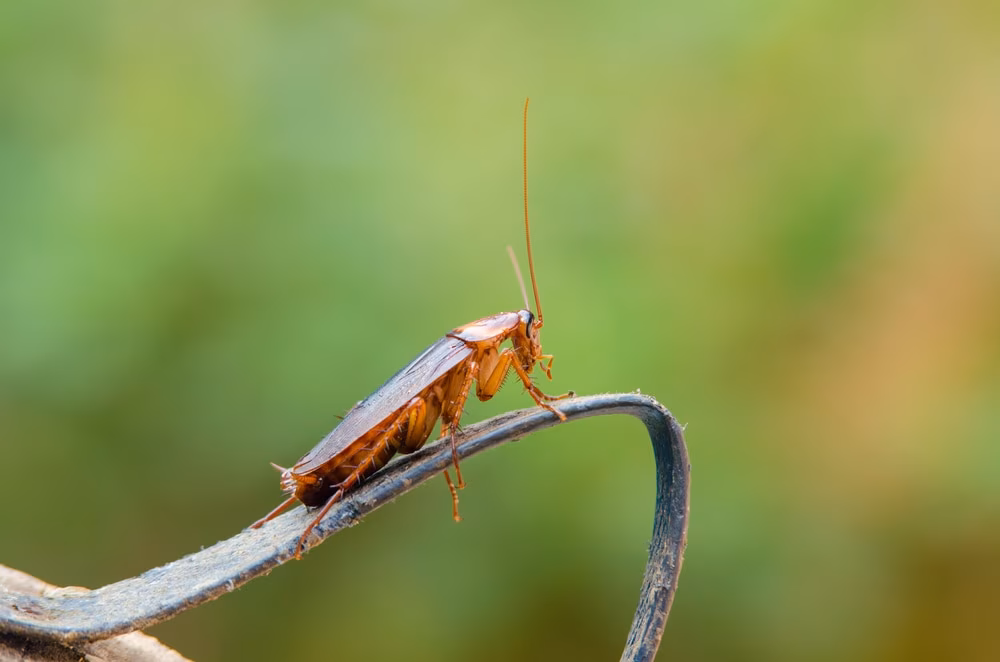 Cockroach infestation in a Brampton home kitchen
