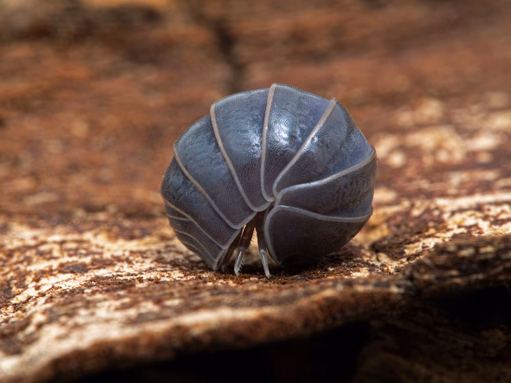 Facts about Pillbugs