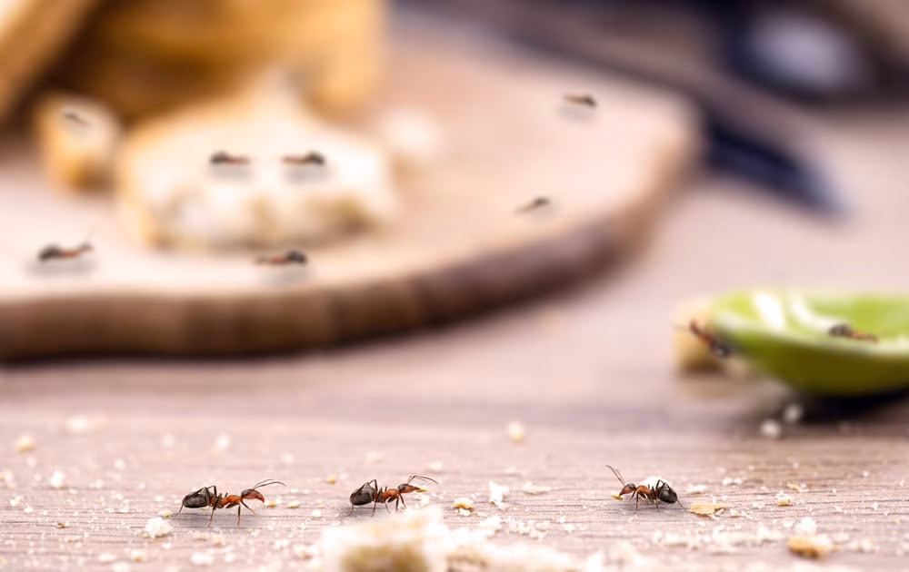 Ant bait types including gel, paste, spray, and honey used for ant control in Kitchener in 2026.