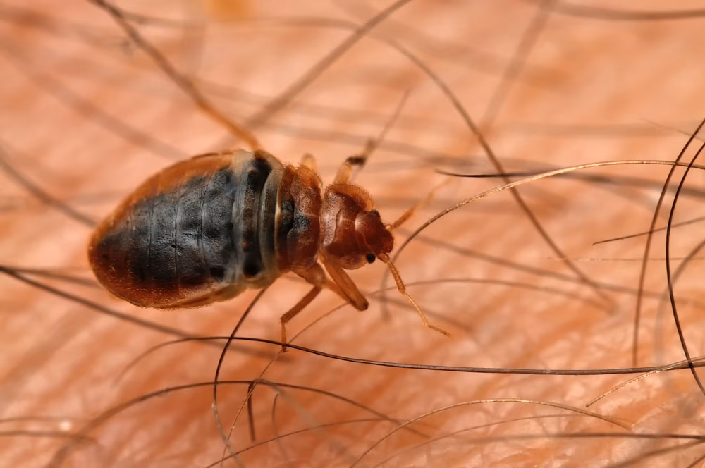 bed bugs mississauga natural repellents 2026