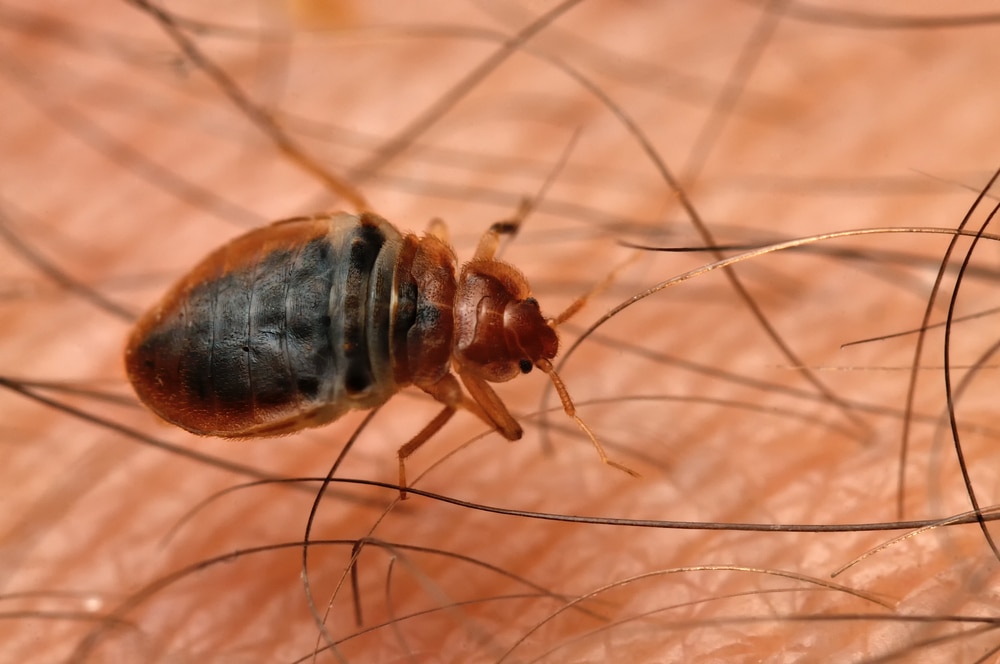 bed bugs mississauga natural repellents 2026