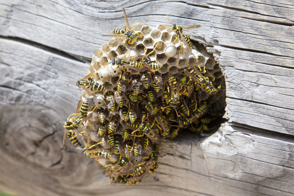 Wasp Nest