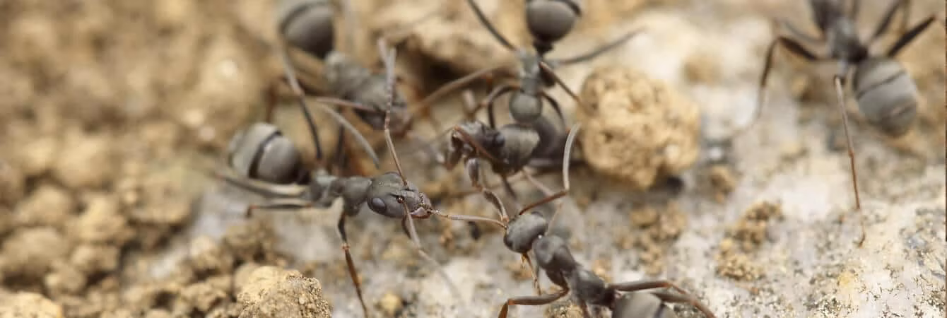 ants infestation signs