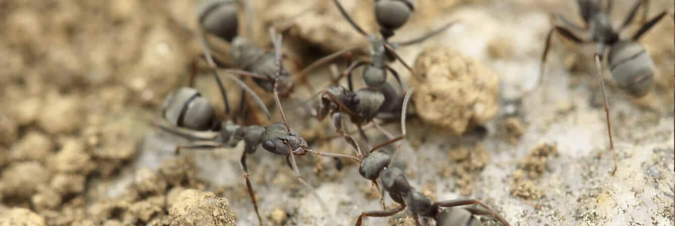 ants infestation signs