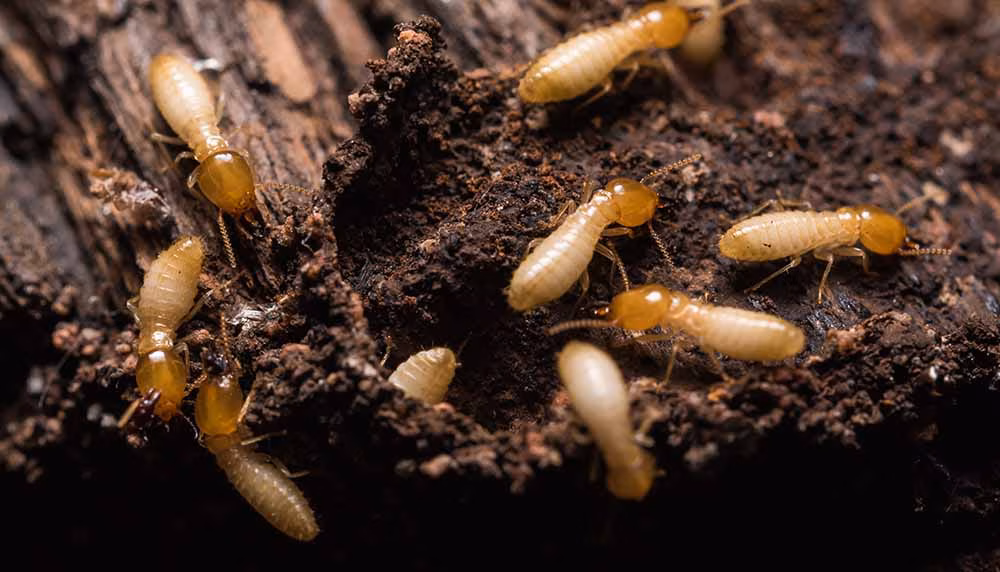termite damage repair in elmira wooden structure destroyed by termites