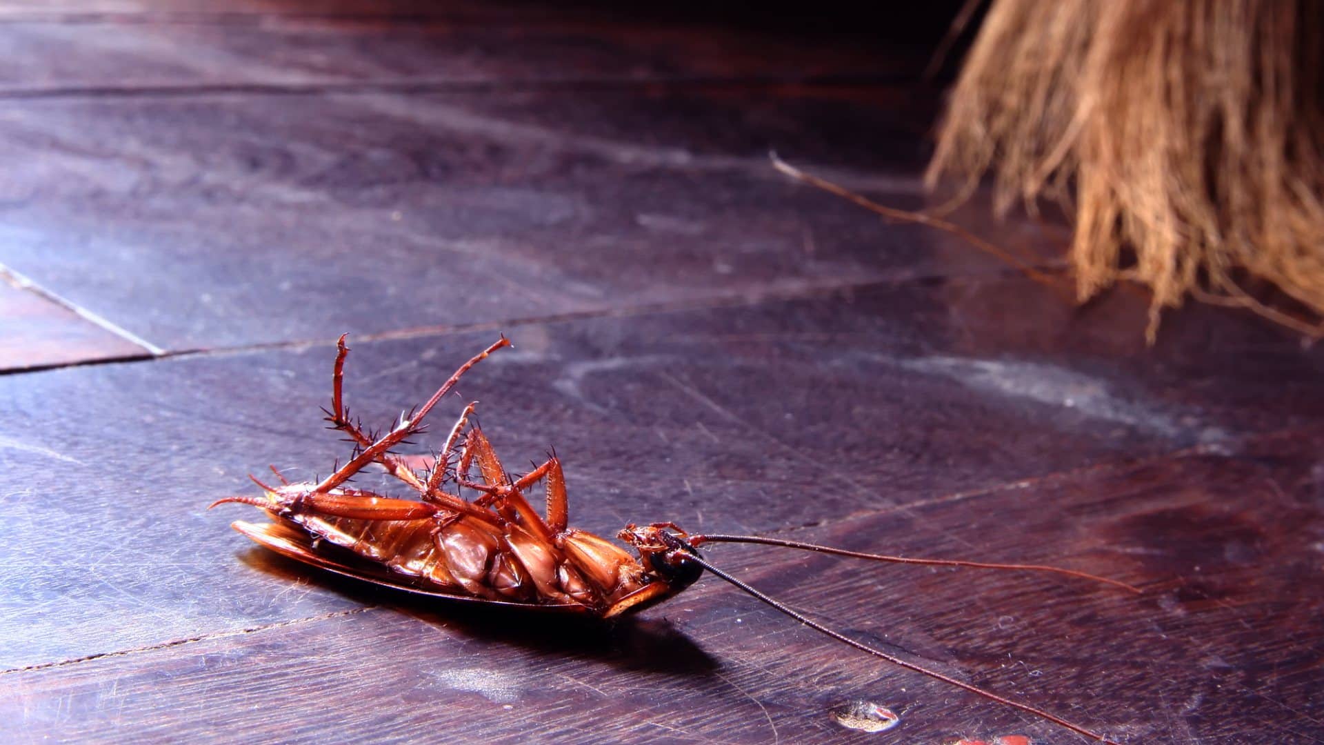 Common household pests in Canada including rats mice and cockroaches 2026