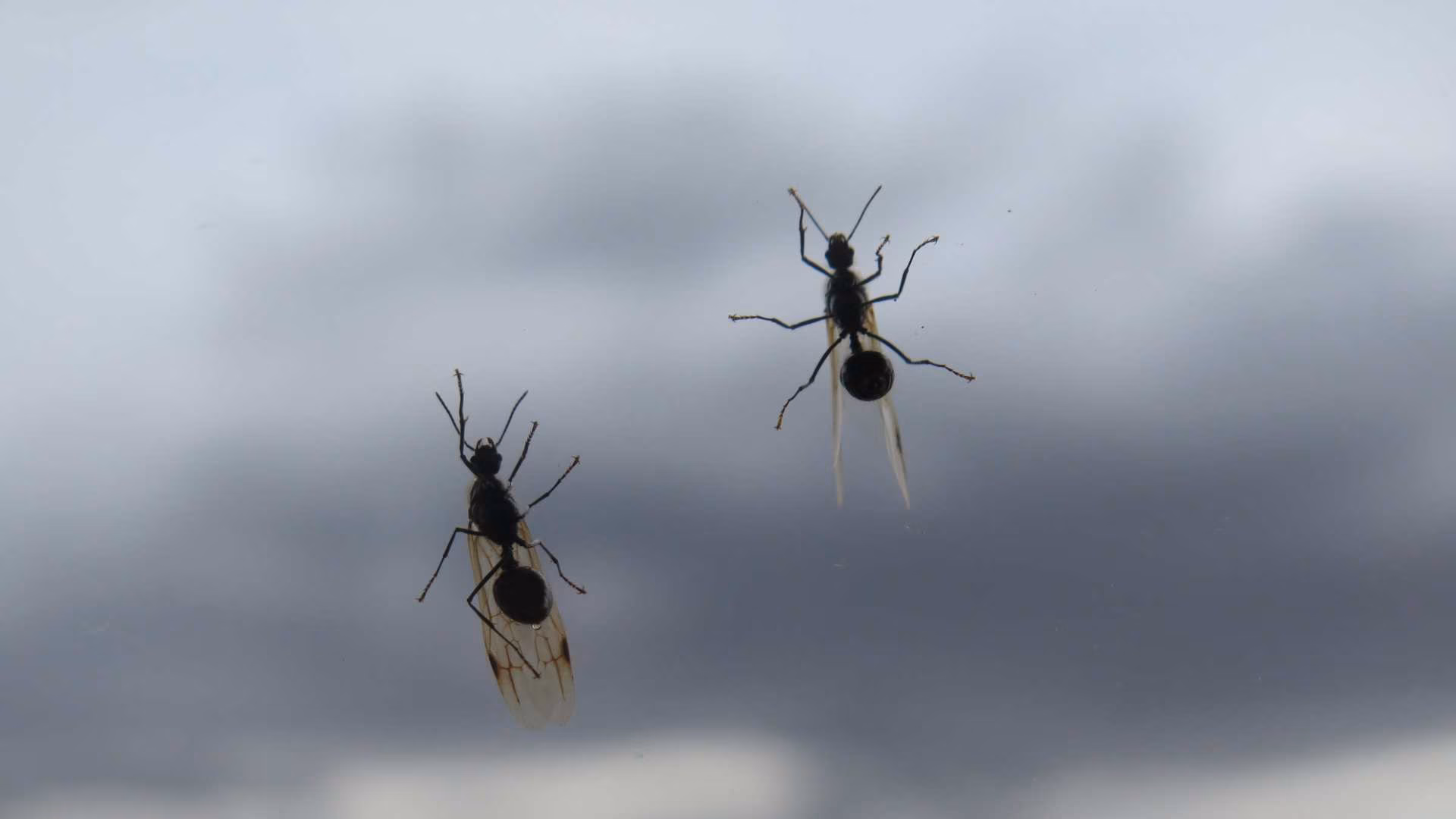 The Ultimate Guide to Understanding Flying Ants in Toronto: What You Need to Know