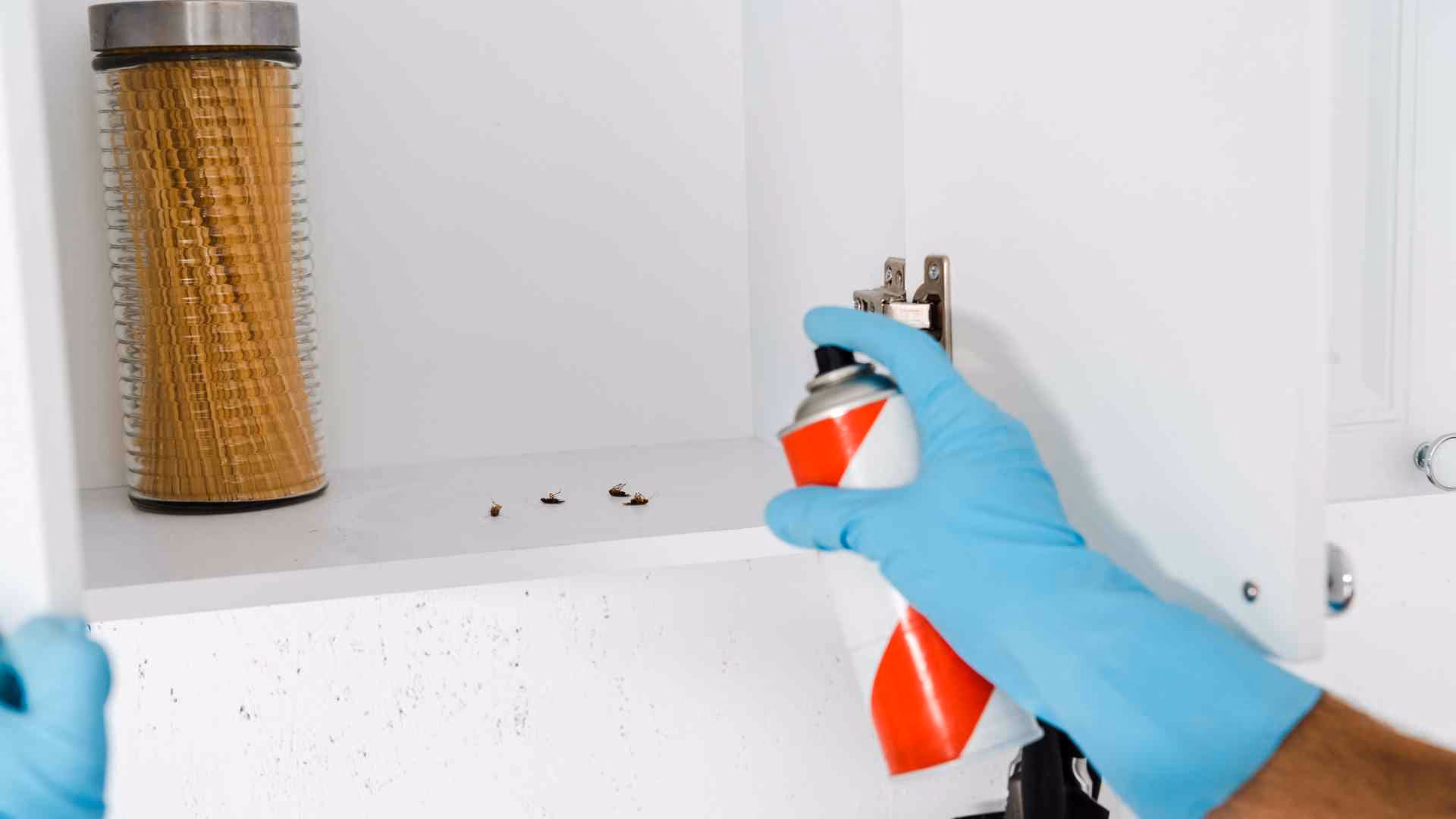 Kitchen sink, garbage cans, and cardboard boxes that can attract cockroaches in Kitchener in 2026.
