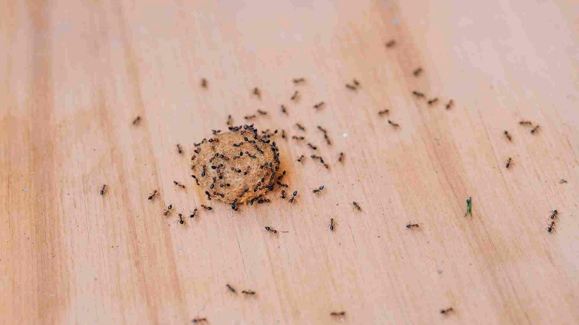 How Toronto’s 2026 Humid Summers Are Triggering Pest Infestations