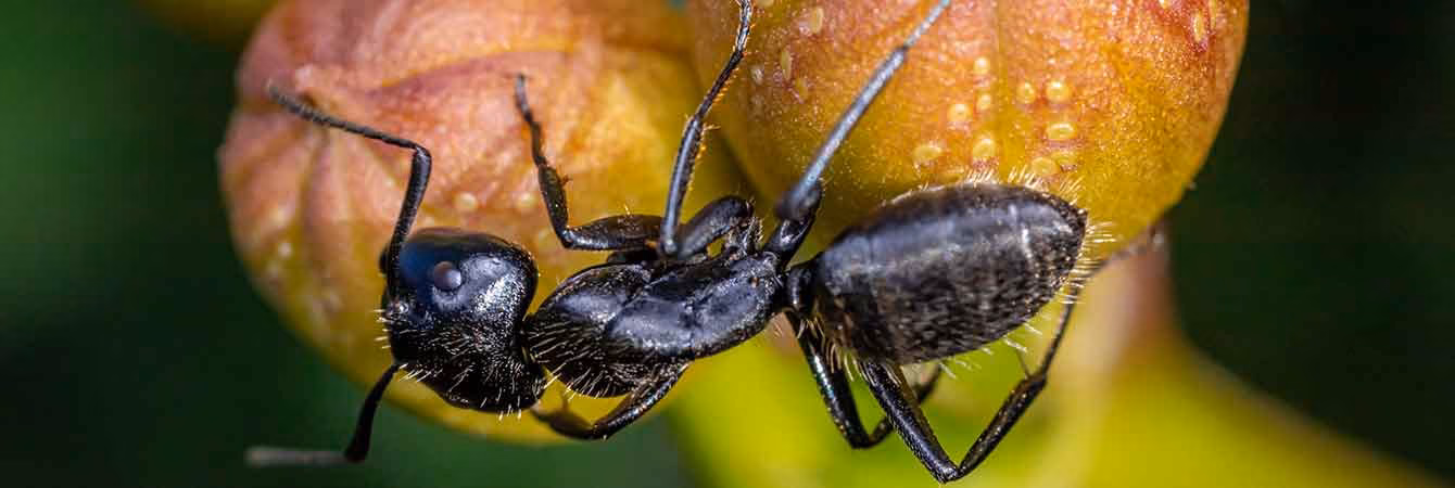 Top Non-Toxic Tips to Get Rid of Carpenter Ants