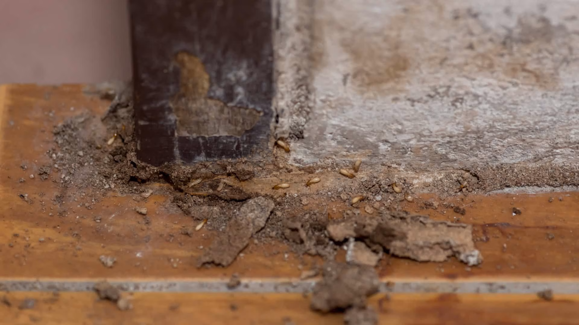 top termite treatment options in toronto