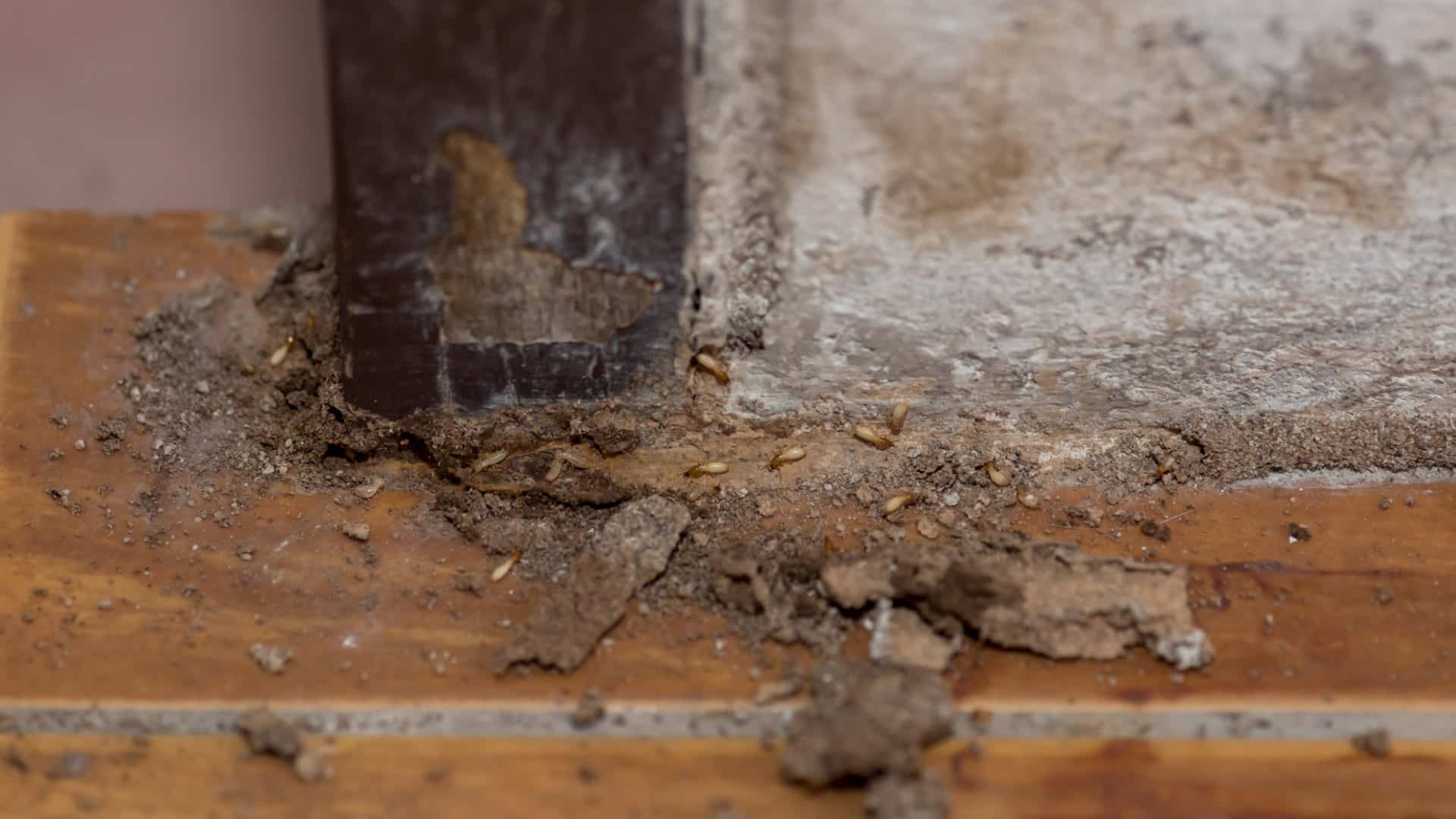 top termite treatment options in toronto