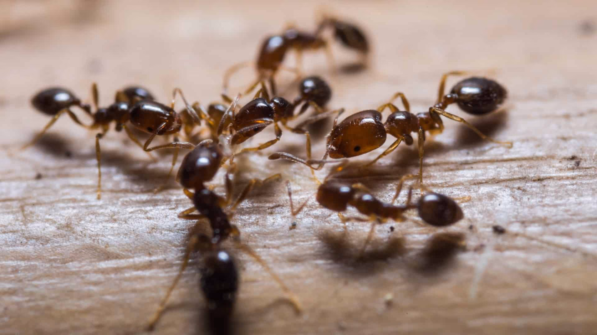 Ant Control Cambridge