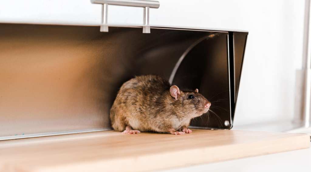 Mice infestation facts and myths explained in Mississauga 2026