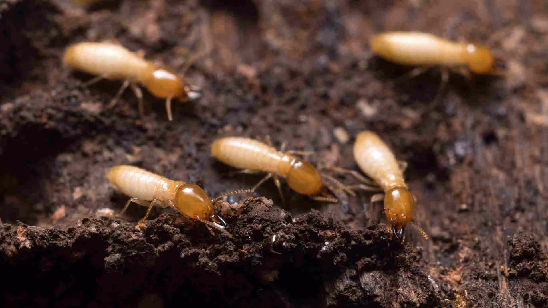 Heritage building termite inspection and control in Brampton 2026