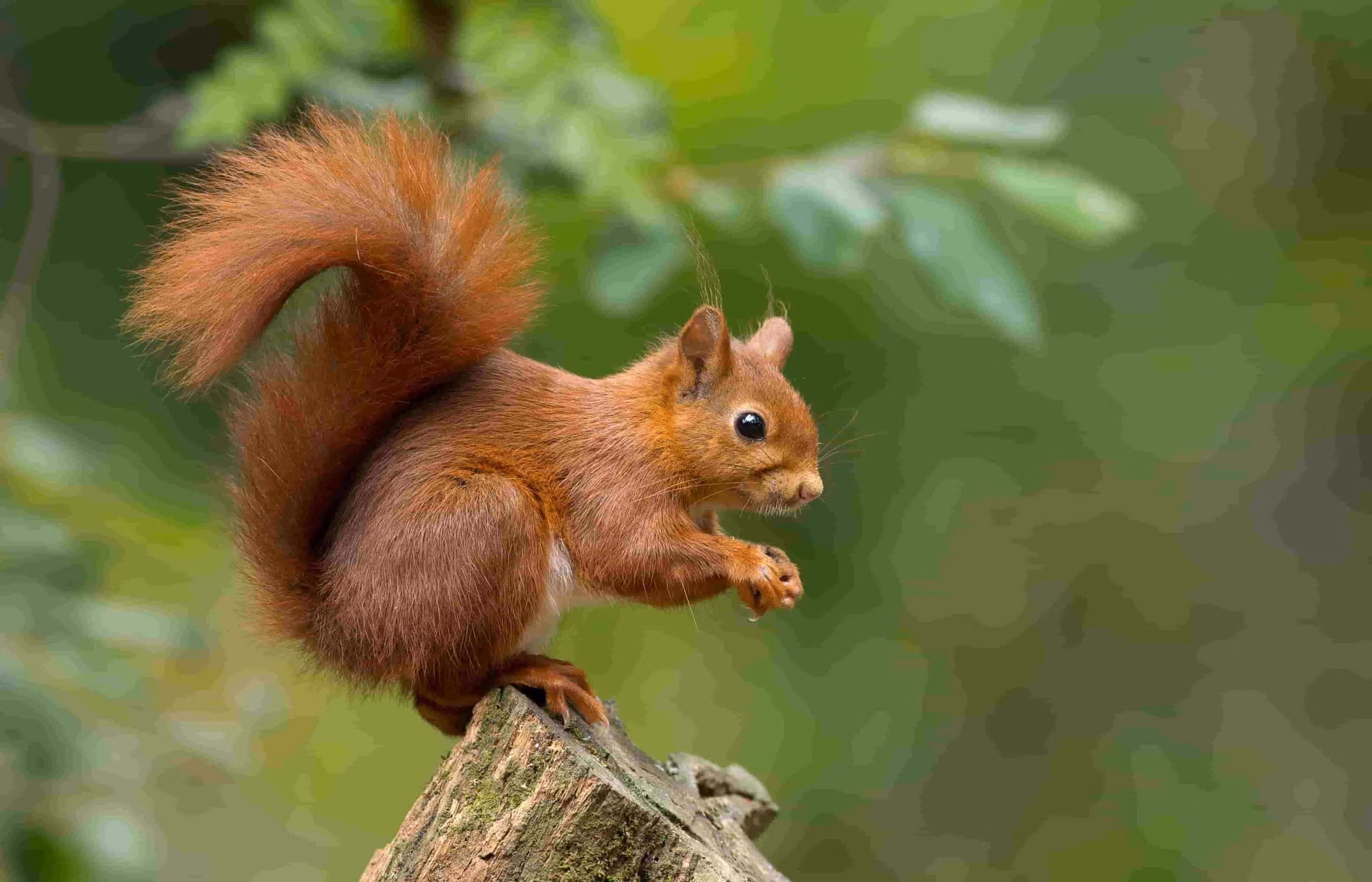 what sounds do squirrels make and what do they mean