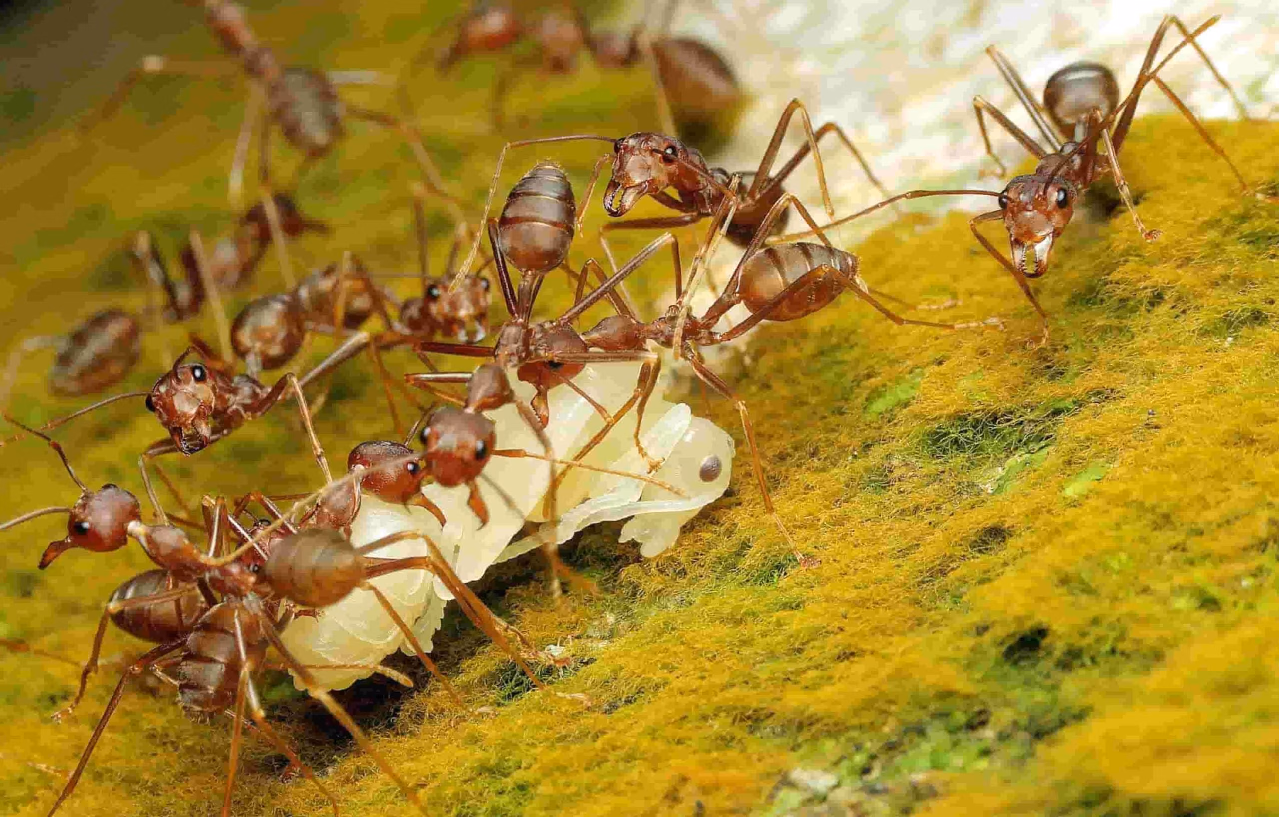 Pharaoh ants close-up showing small yellow ants on indoor surface