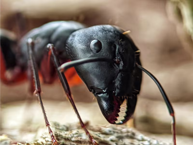 Ant infestation in storage facility requiring colony elimination and perimeter barriers