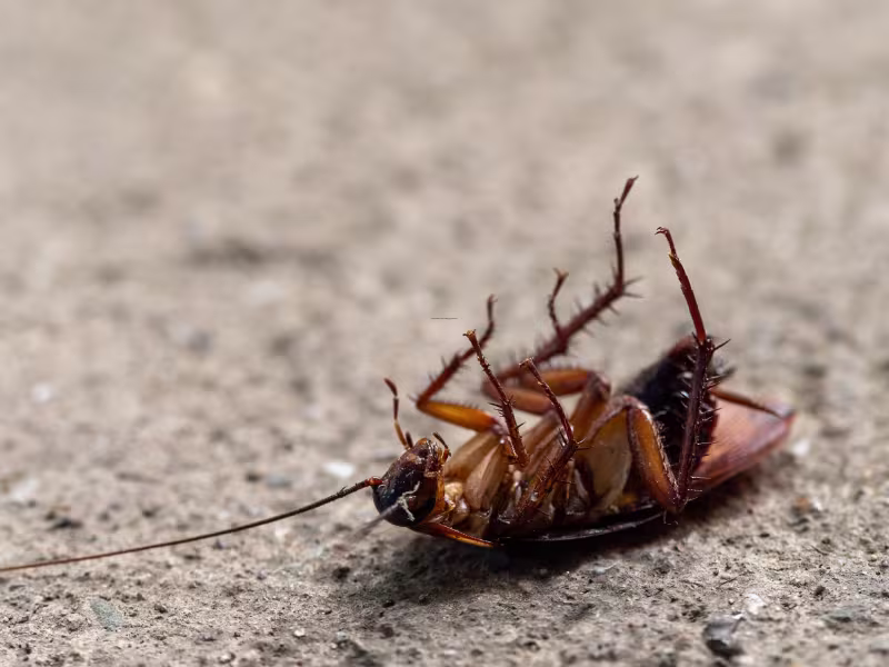 Cockroach infestation in storage unit requiring gel baiting residual sprays and sanitation advice