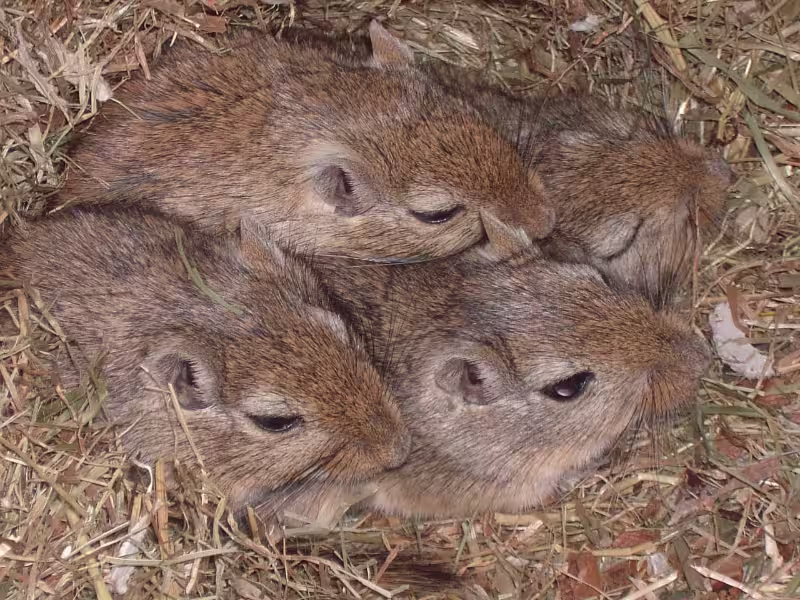 Mice control in storage facilities requiring entry sealing trapping and baiting