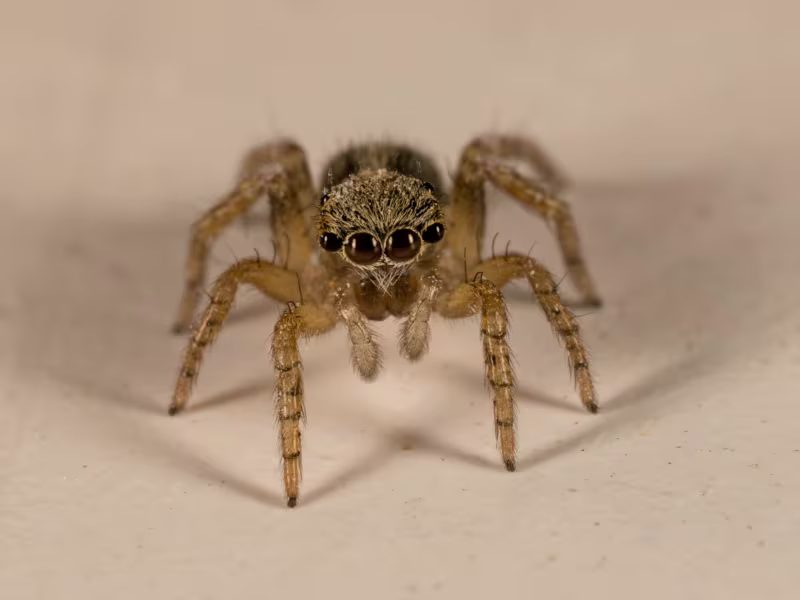 Spider infestation in storage facility requiring web removal insect control and barrier sprays