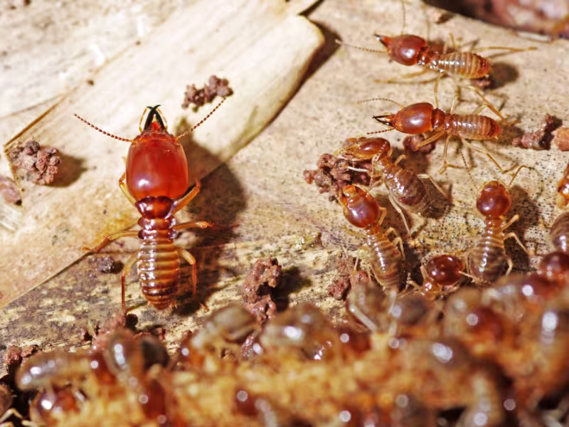 Termite damage in storage facility requiring detailed inspection monitoring stations and targeted treatment