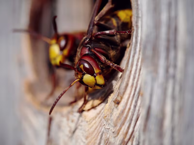 Wasp and hornet nest control in storage facility requiring nest removal and prevention