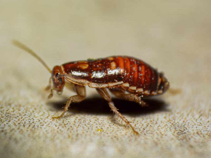 Bed bug on mattress seam indicating a bed bug infestation