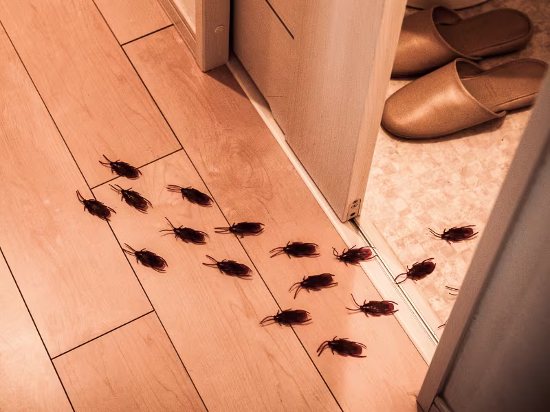Cockroach on a kitchen surface indicating a cockroach infestation