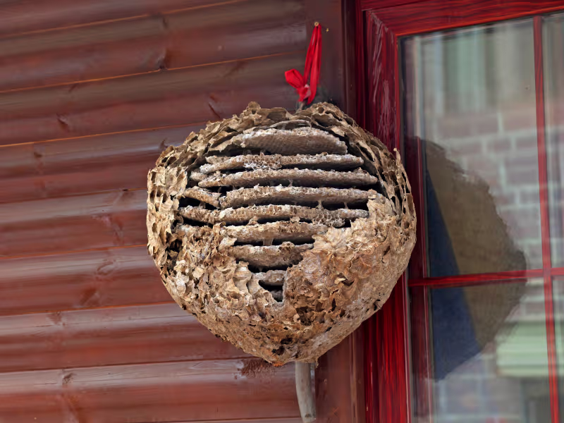 Hornet nest on a building exterior requiring professional removal