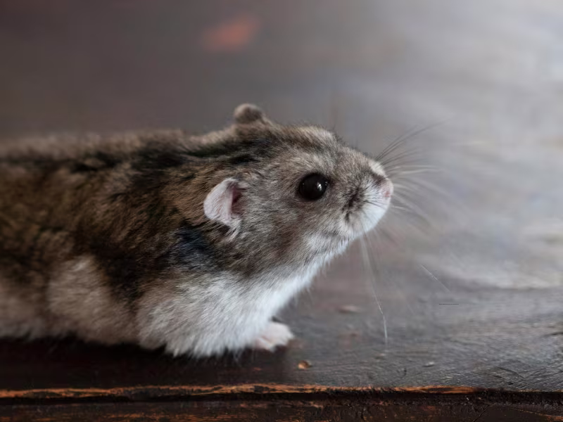 Mouse inside a home indicating a mice infestation
