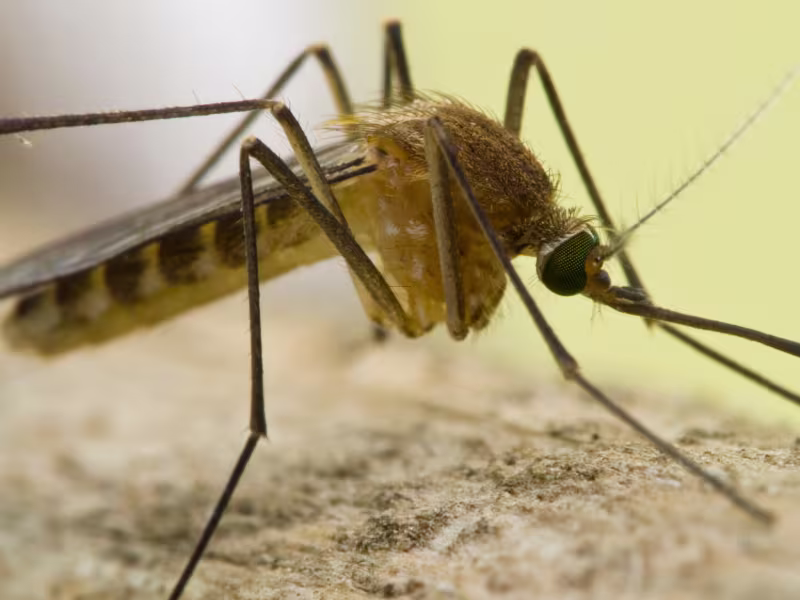 Mosquito on skin near a residential garden in Toronto