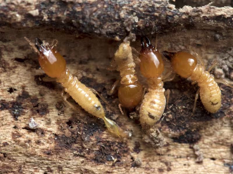 Termite damage on a wooden beam indicating a termite infestation