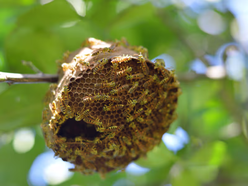 Wasp nest attached to a building exterior requiring professional removal