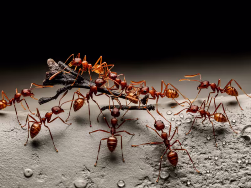 Ants trailing across a surface inside a Toronto property indicating an ant infestation
