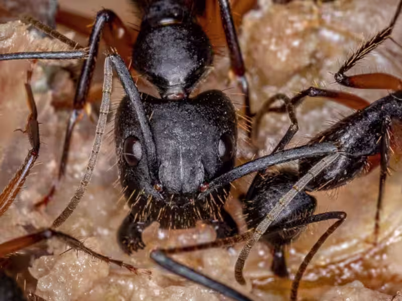 Carpenter Ants