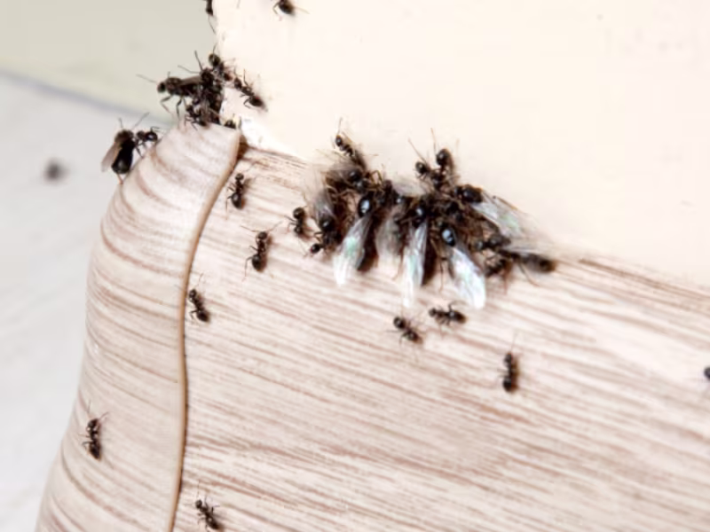 Odorous House Ants